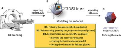 Digital Endocasting in Comparative Canine Brain Morphology